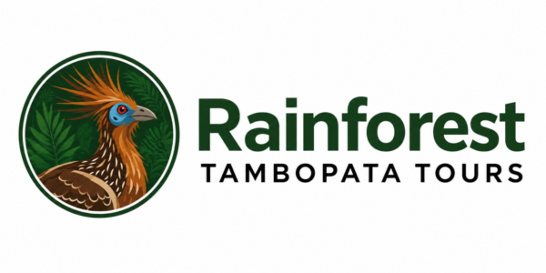 Rainforest Ambopata Tours