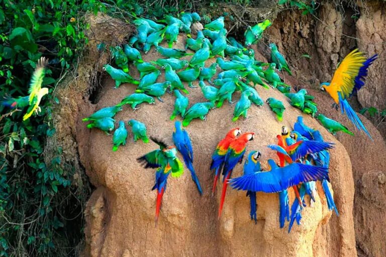 Birdwatching in Tambopata: A Guide for Every Level