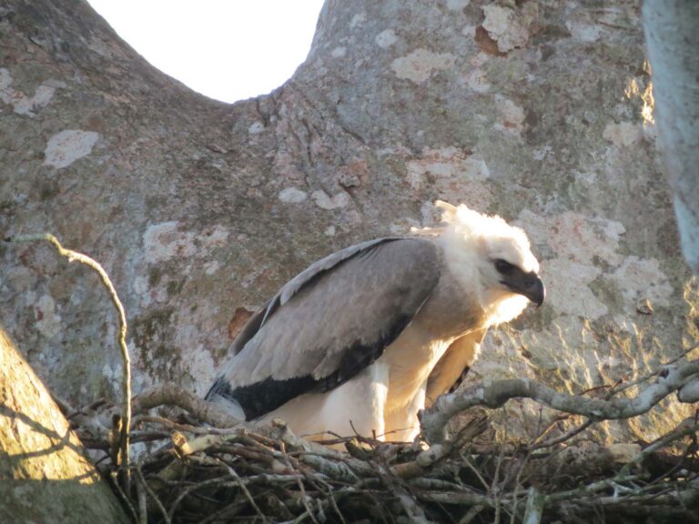 Birdwatching & Amazonian Farm Experience
