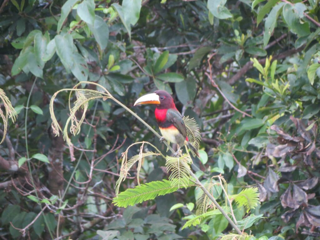 Birdwatching & Amazonian Farm Experience