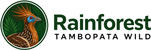 rainforest Tambopata Wild