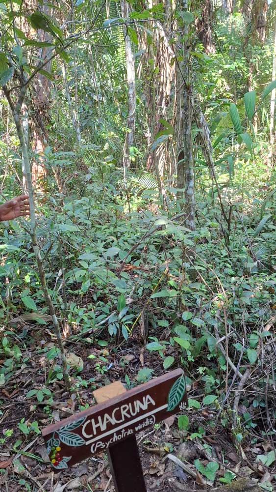 rainforest-tambopata-jungle-2