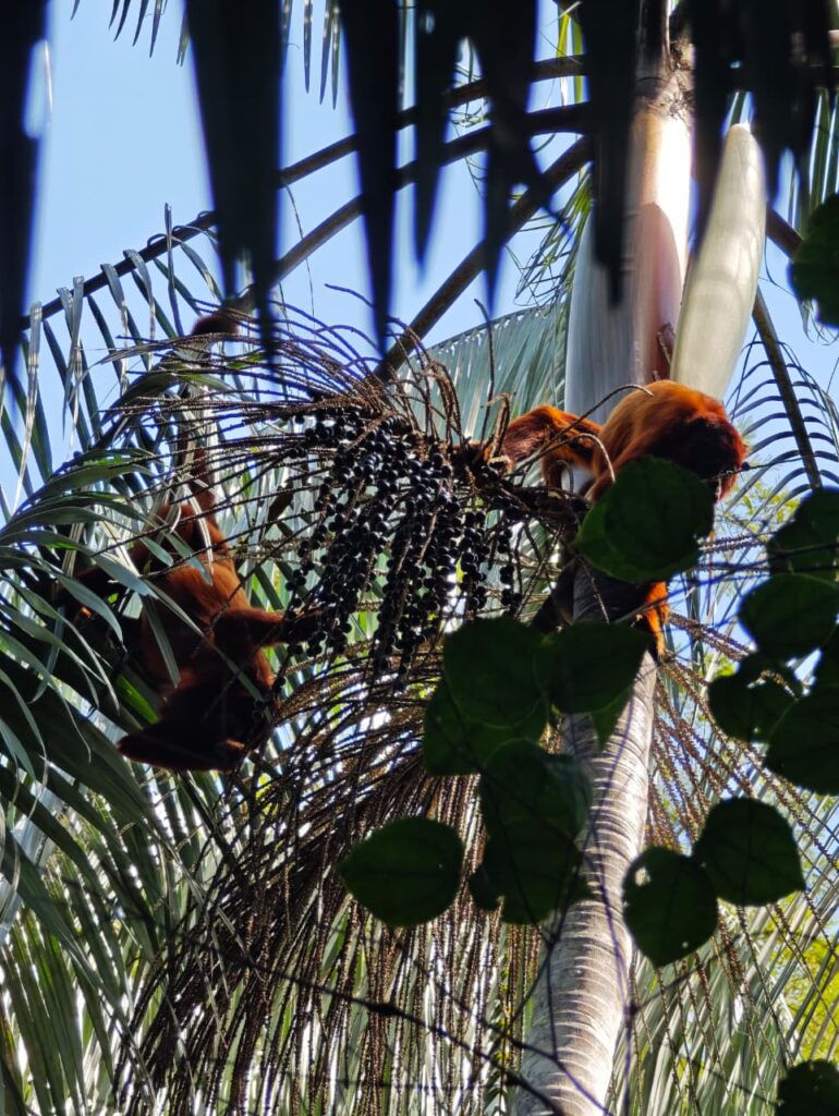 Discover the Amazon with Confidence